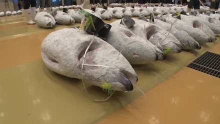 市場で新名物グルメの食材探し!トロより旨いマグロの「スジ」とは?▼高橋成美の三浦半島移住生活